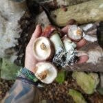 Wareham: Celebrating Fungi: An afternoon foray through the forest