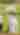 Six lambs in a grassy field