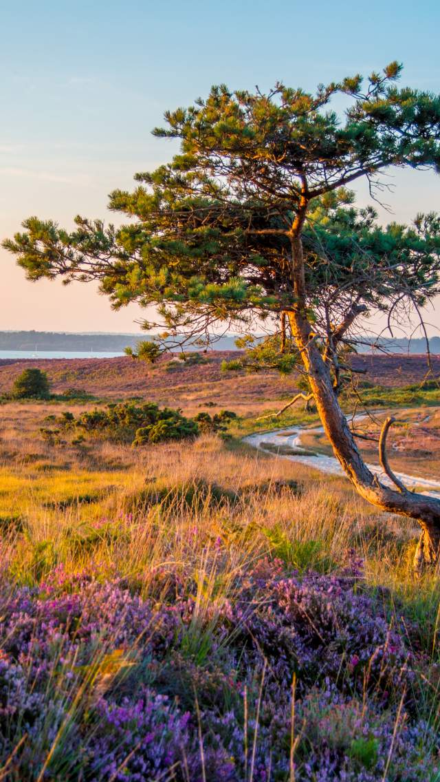 Tree and heathland at Godlingston Heath Studland. Photo credit Richard Murgatroyd.