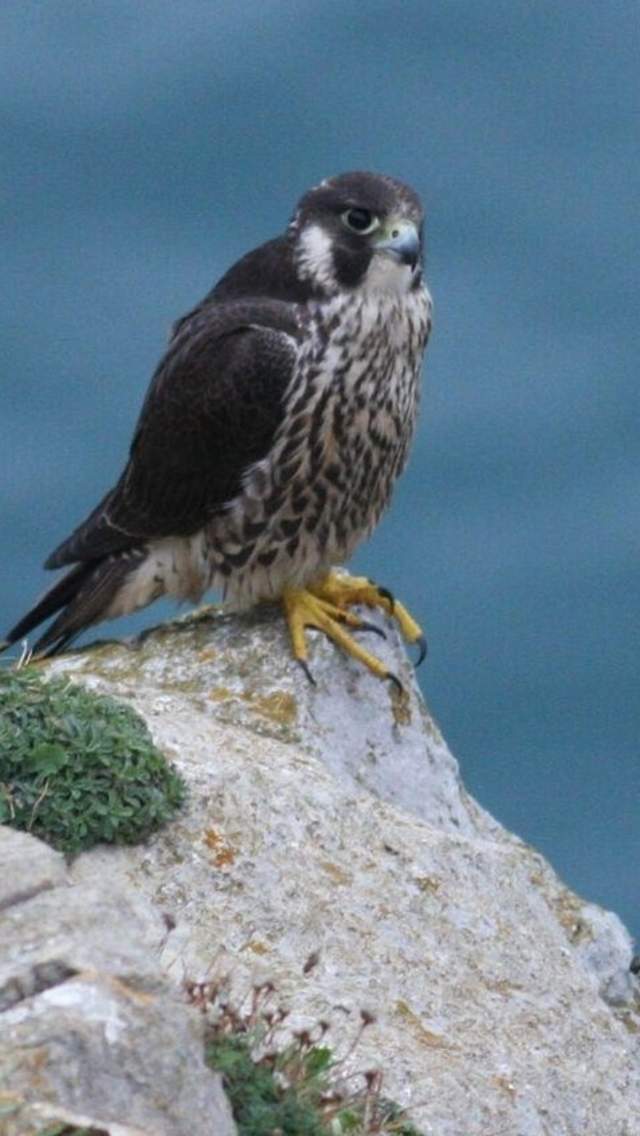 Peregrine Falcon on coastal cliffs
