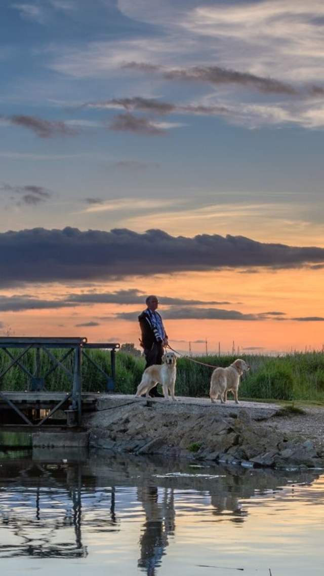 Two dogs being walked at Stanpit Marsh in Christchurch, Dorset
