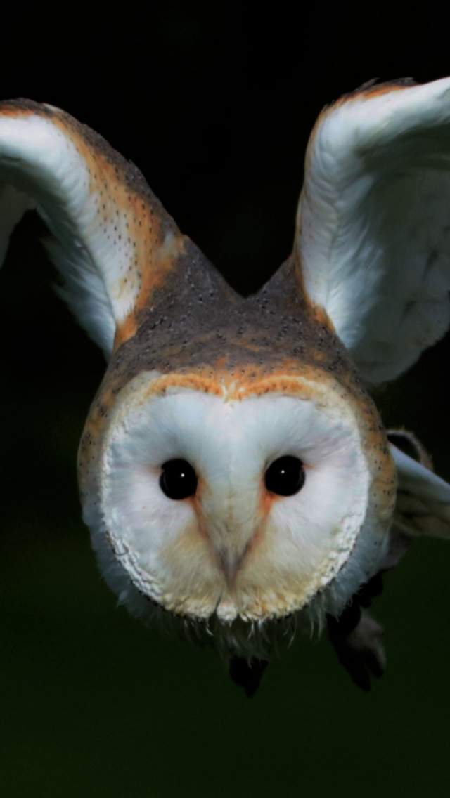 Barn Owl in flight