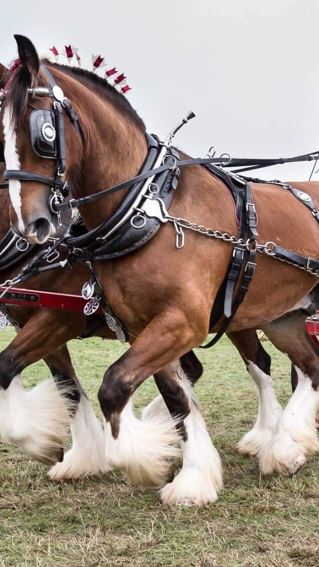 Horse and cart at the Dorset County Show
