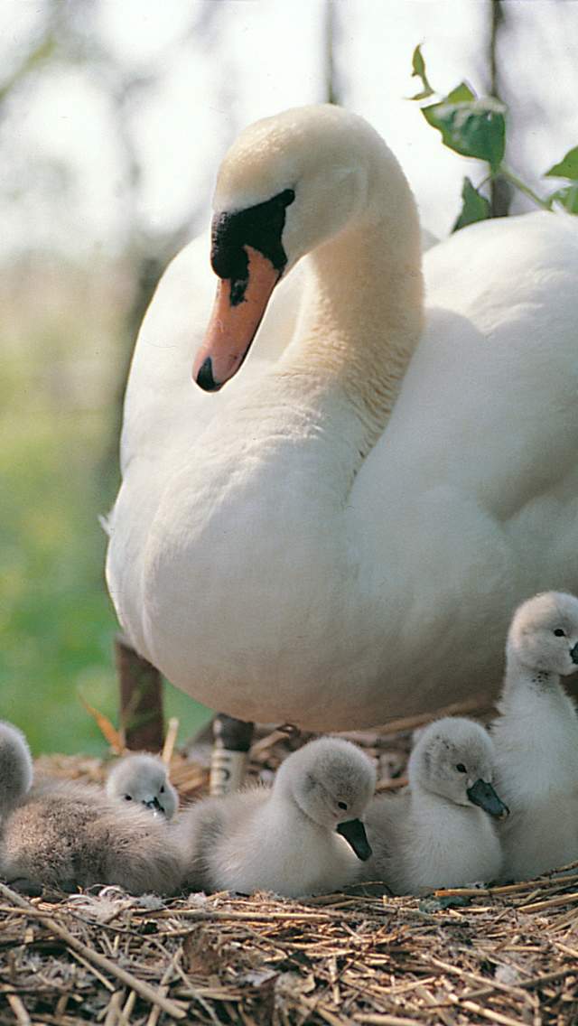 Swan on nest with six cygnets at Abbotsbury Swannery in Dorset