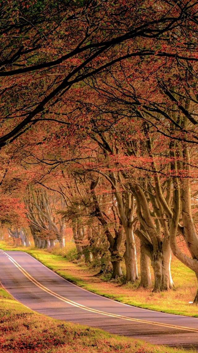 Beech lined avenue near Kingston Lacy