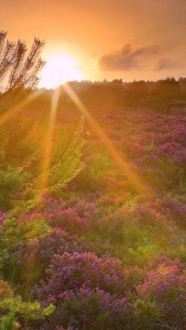 RSPB Arne Nature Reserve near Wareham in Dorset