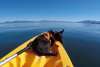 Take your dog on adventure!