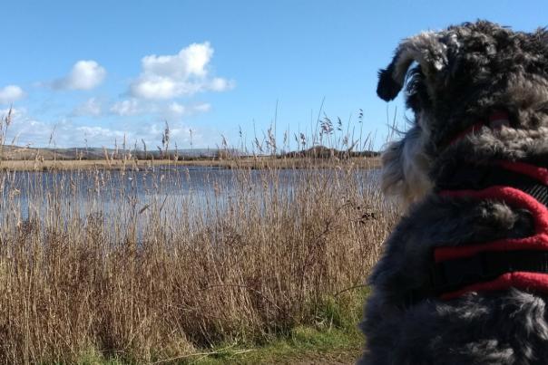 Dylan the dog at Lodmoor Country Park in Weymouth, Dorset