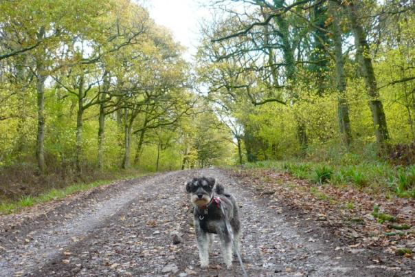 Dylan the miniature Schnauzer at Duncliff Woods in Dorset
