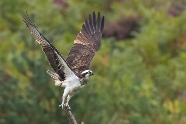 Osprey bird of prey flying over Poole Harbour in Dorset