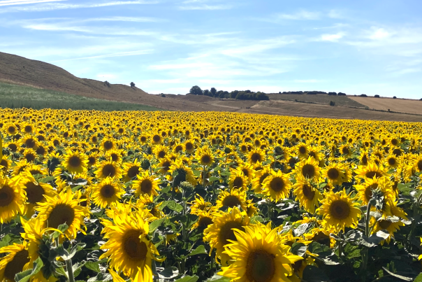 Sunflowers at Maiden Castle Farm's Dorset Sunflower Trail
