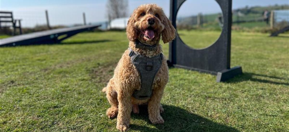 A dog at the agility course at Bowleaze Cove Holiday Park & Spa in Dorset