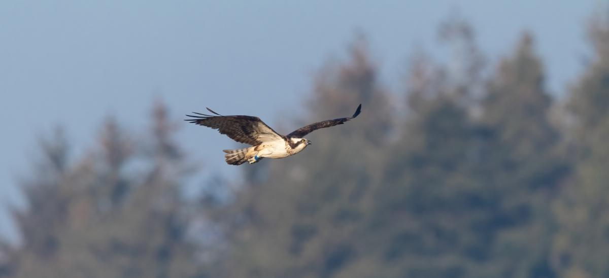 Osprey bird of prey flying over Poole Harbour in Dorset