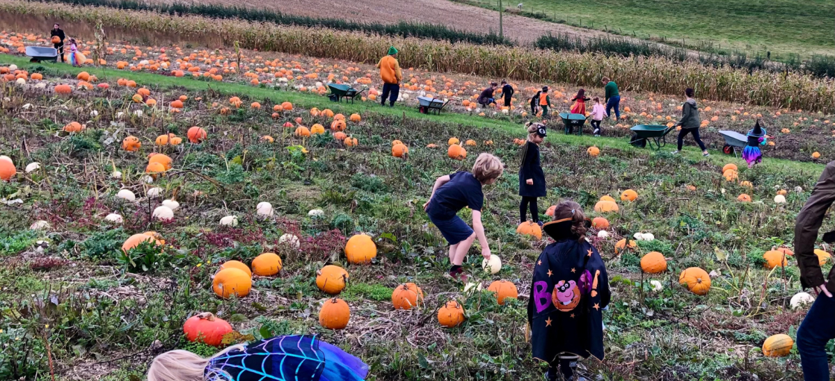 Children picking pumpkins at Bincombe Bumps