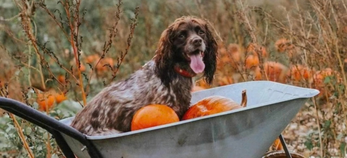 dog and pumpkins in a wheelbarrow at Gorcombe in a pumpkin patch