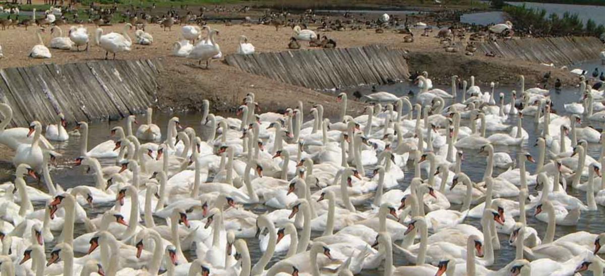Around 100 wild Mute swans at Abbotsbury Swannery in Dorset