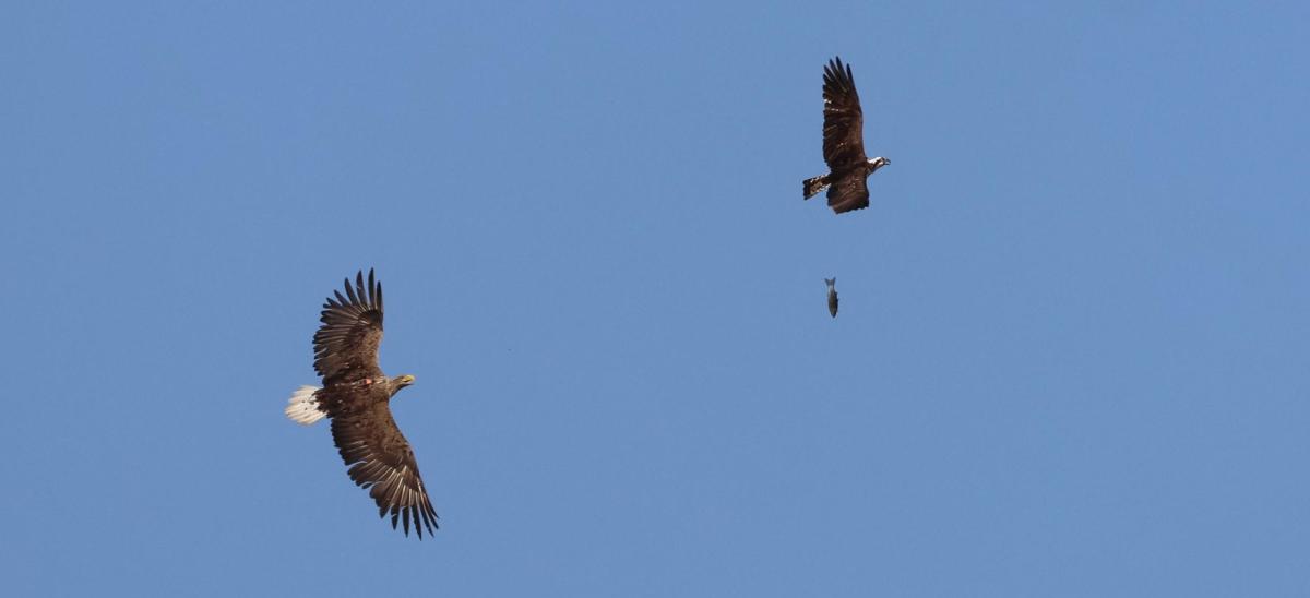 An Osprey and White-tailed Eagle flying above Poole Harbour in Dorset.