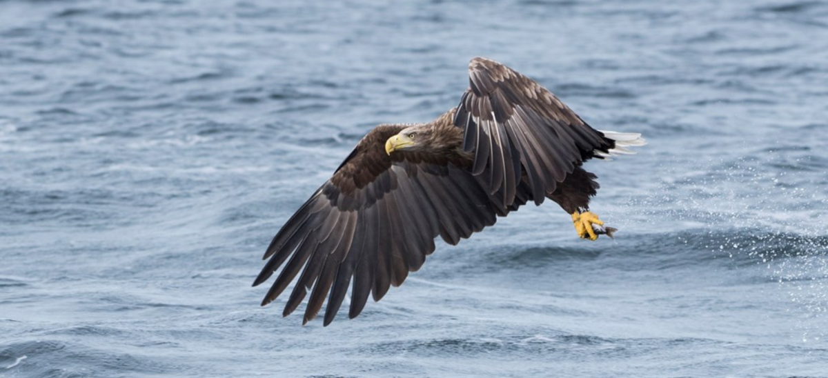 White Tailed Eagle flying over Poole Harbour