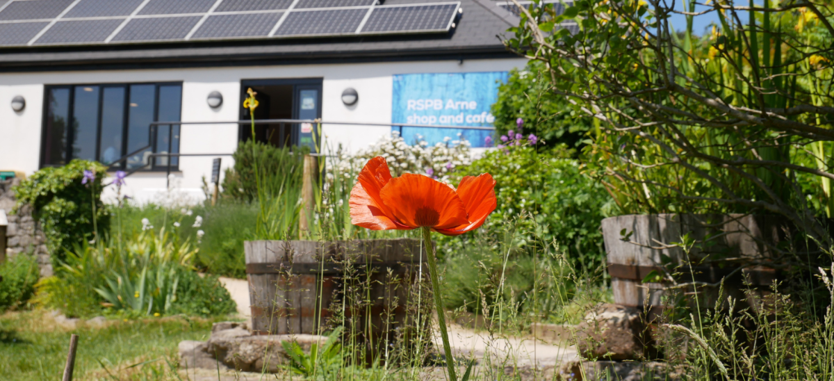 Arne shop and cage with poppy in foreground