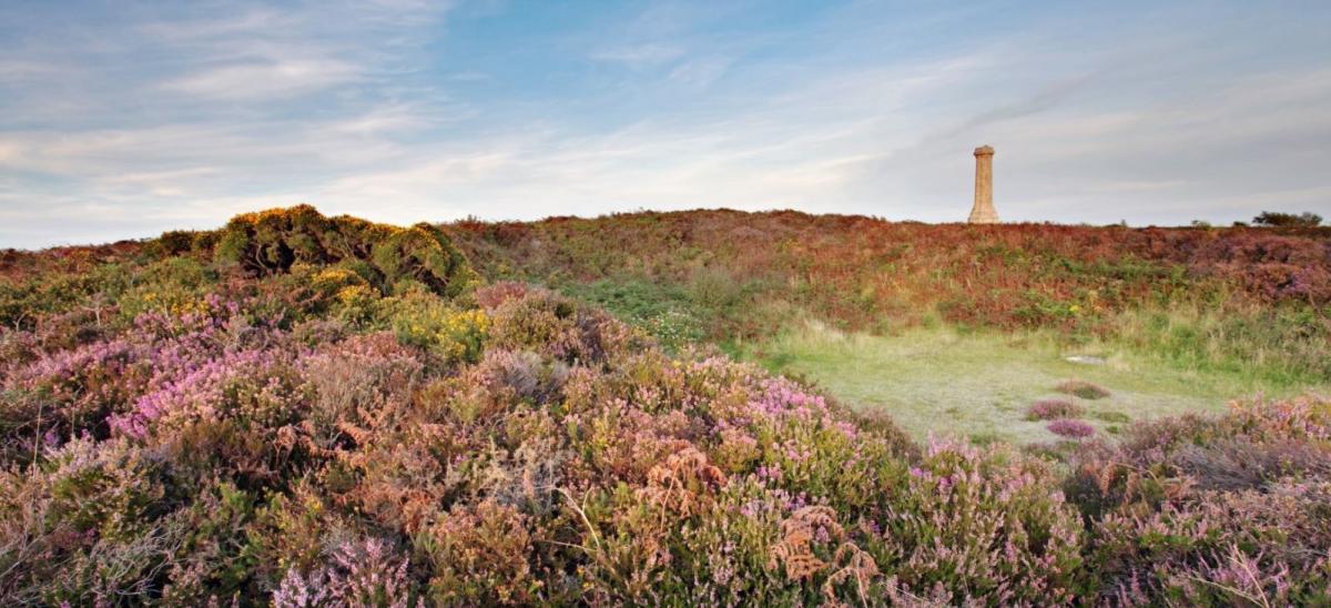 Heather at Black Down in Dorset
