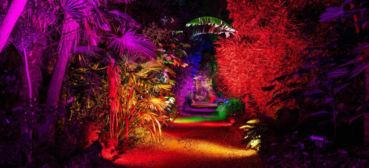 Abbotsbury Subtropical Gardens illuminated in colourful lights at night time