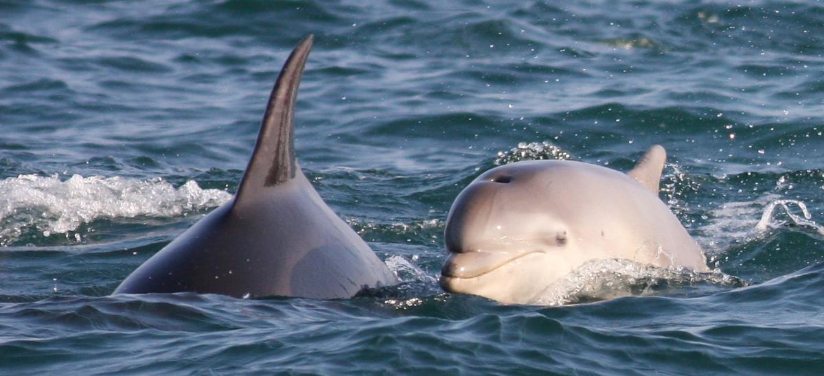 Bottle-nosed dolphin in Poole Bay, Dorset. Photo copyright Peter Moore