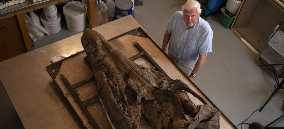 Sir David Attenborough and a Pliosaur skull at The Etches Collection in Dorset copyright BBC