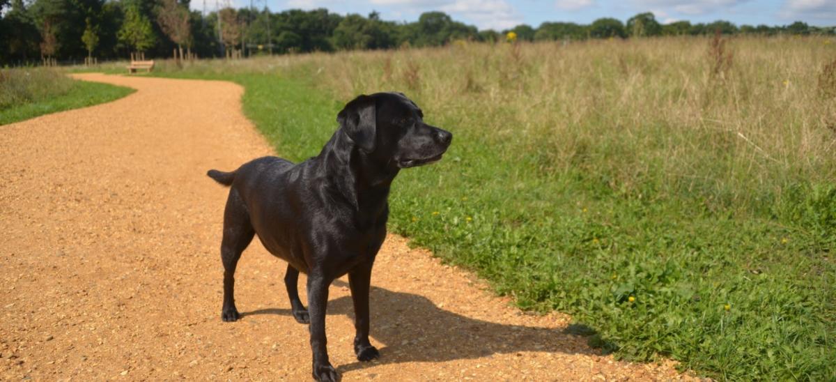 Dog at Upton Country Park in Dorset