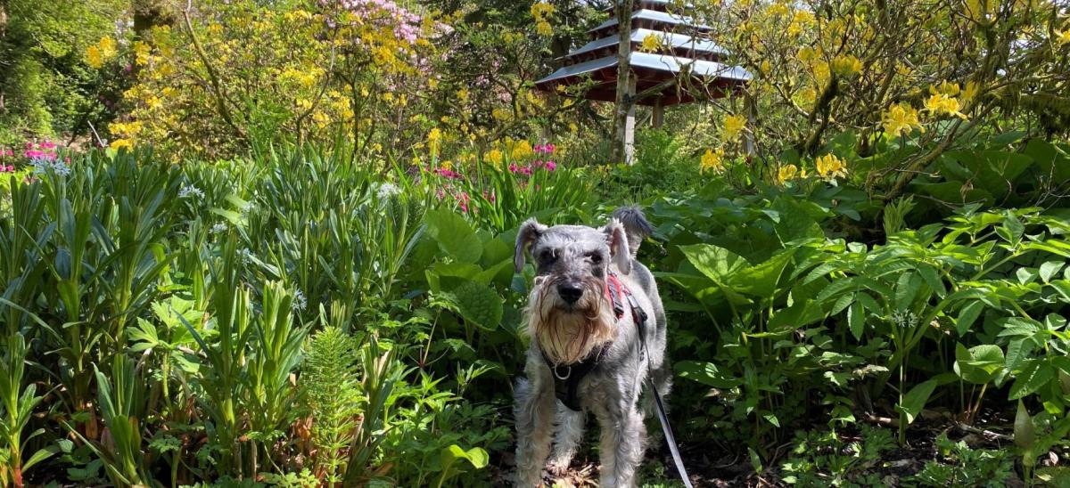Dylan the dog at Minterne Gardens in Dorset