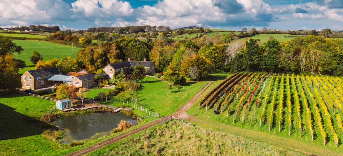 Furleigh Estate vineyard in Dorset
