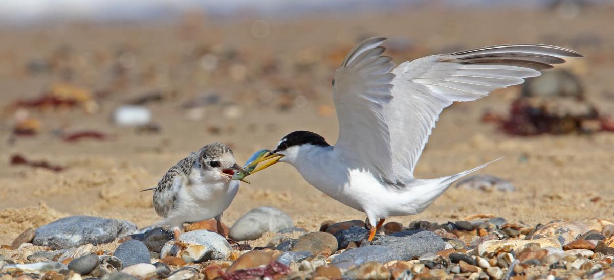 Little Tern feeding fish to chick