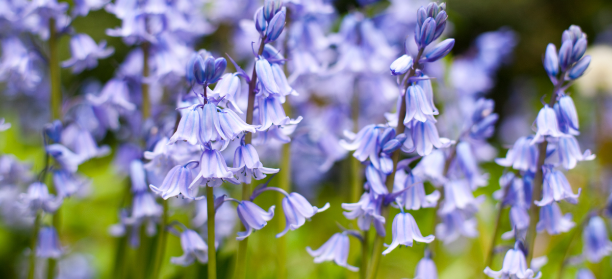 Bluebells in bloom