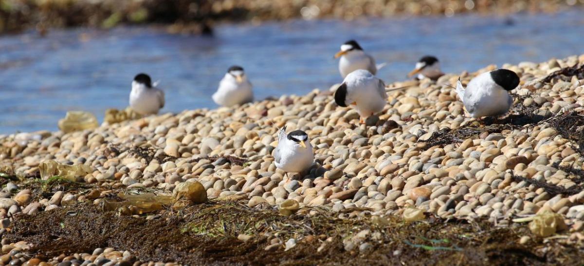 Little Tern, Angela Thomas