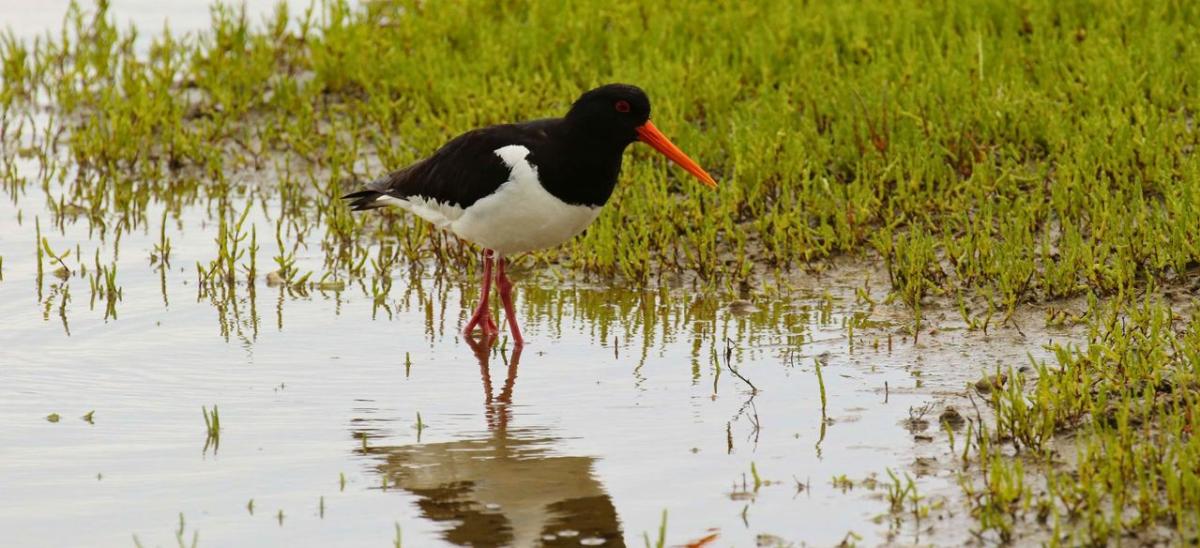 Oyster Catcher, Chesil