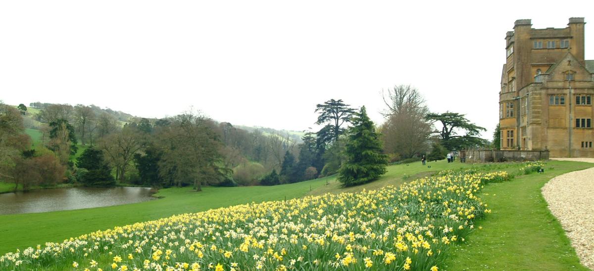 Daffodils at Minterne