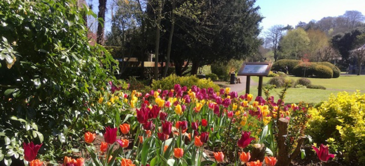 Tulips in Pageant Gardens Sherborne