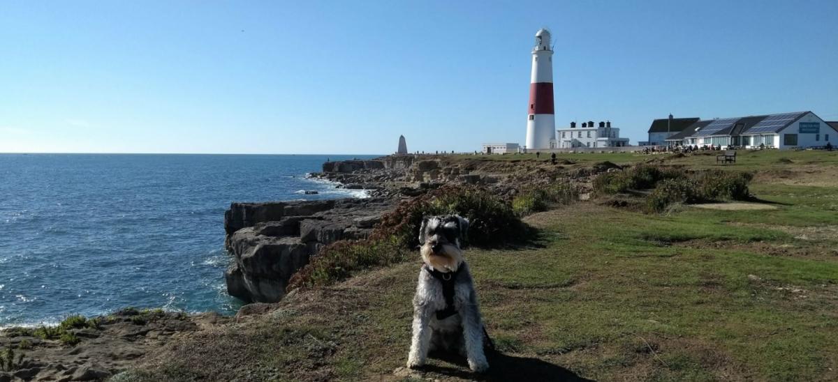 Dog at Portland Bill in Dorset