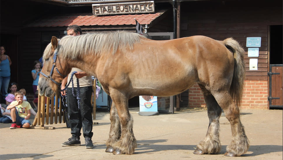 Display of horses at the Dorset Heavy Horse Centre