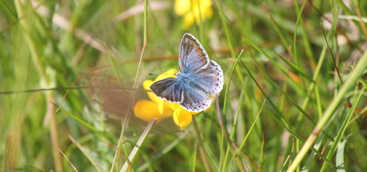 Butterflies at Silverlake