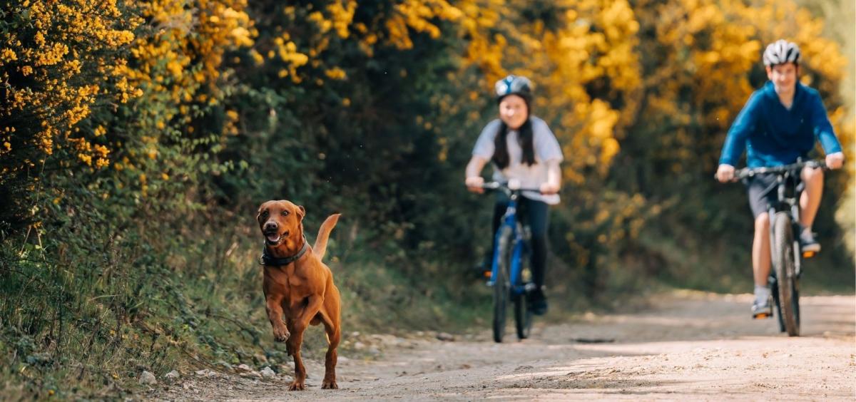 Dog and two people cycling, Silverlake