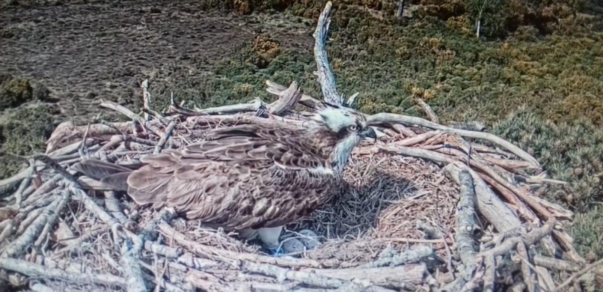 Osprey sitting on a nest near Poole Harbour in Dorset