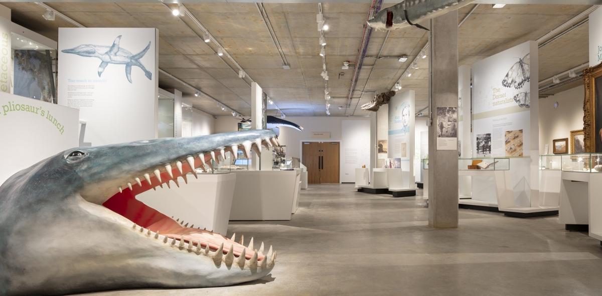 Dorset Museum