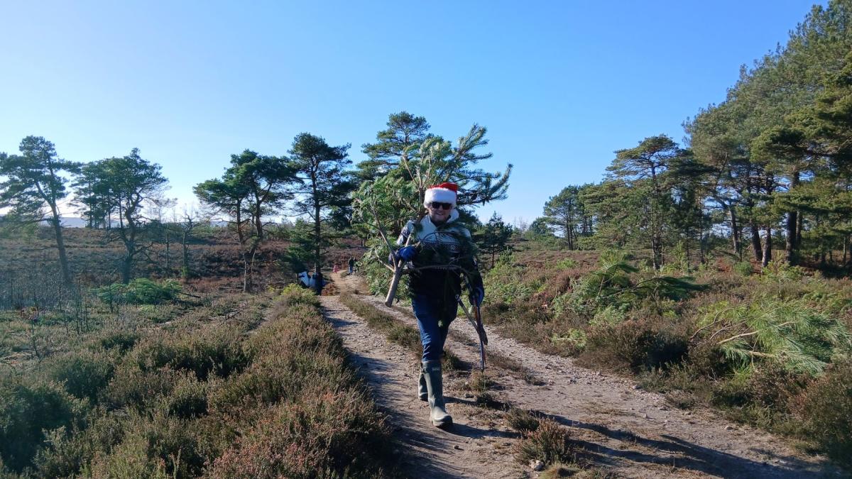 A person wearing a Santa hat carries a Christmas tree down a dirt path through a scrubby landscape with scattered pine trees under a clear blue sky.