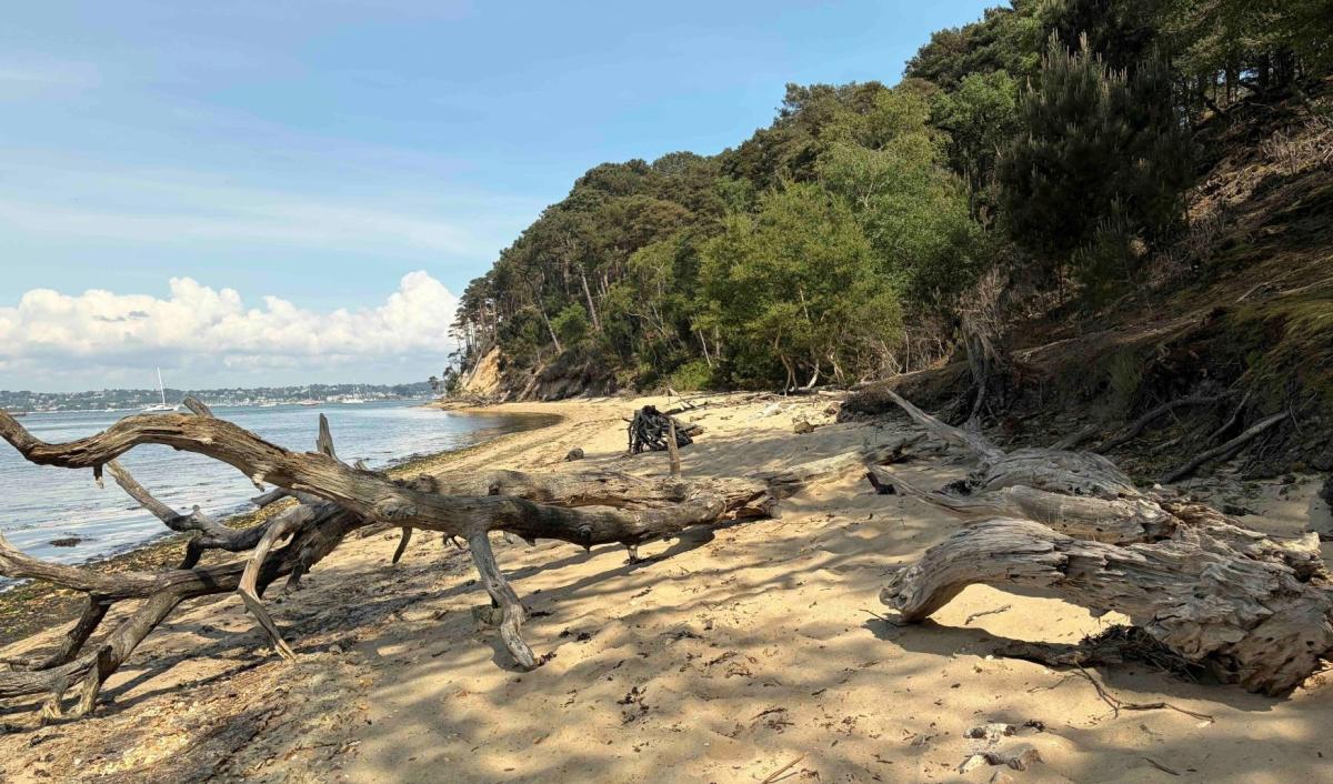 A sandy beach in the foreground is scattered with driftwood, leading to a lush, tree-covered hillside in the background, with a calm body of water to the left.