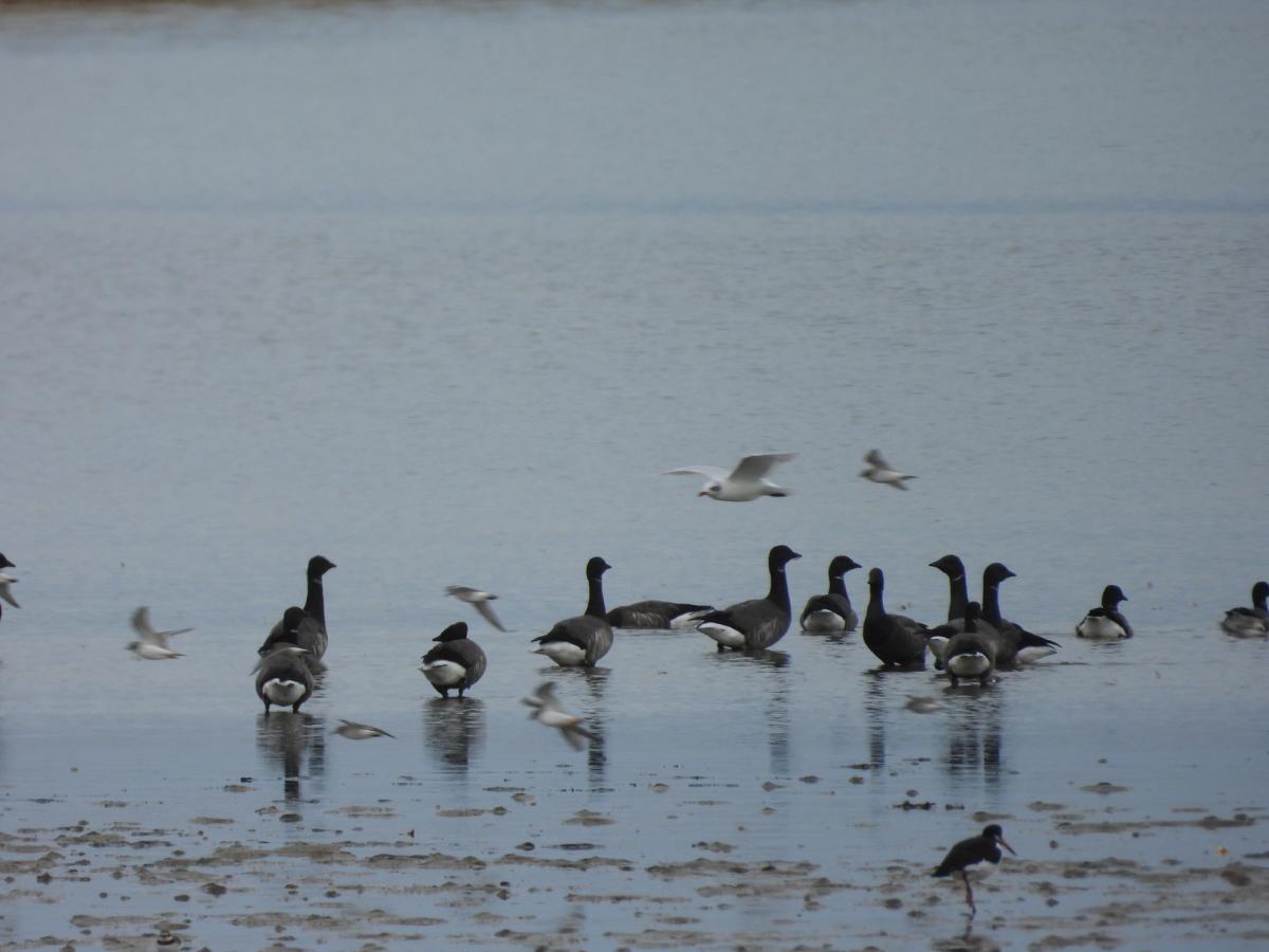 A flock of Brent geese gather in the shallow water of a calm, expansive coastal wetland.