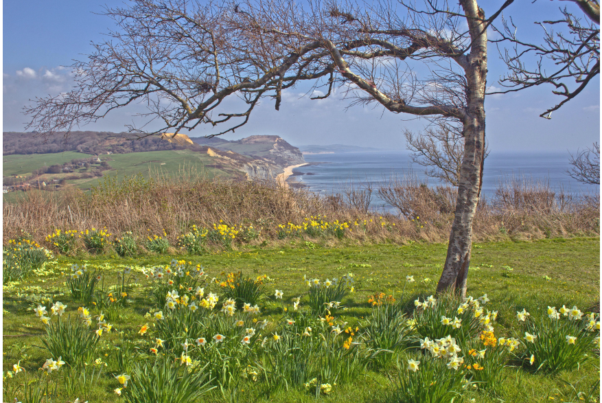 Cliffs overlooking Lyme Bay